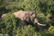 IMG 8651-Kenya, elephant in Masai Maras bush